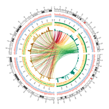 Genome mapping